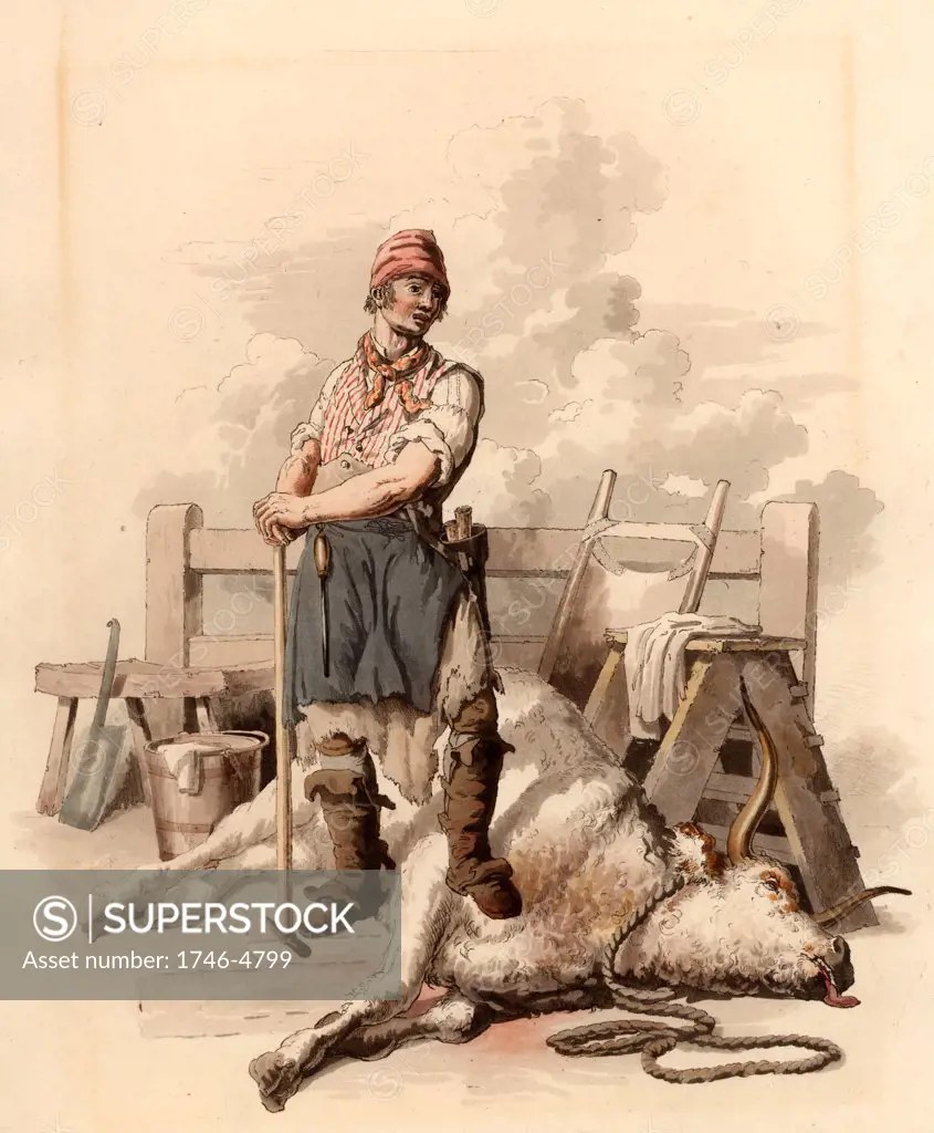 The Slaughterman. The ox has been killed by blows of the poleaxe to