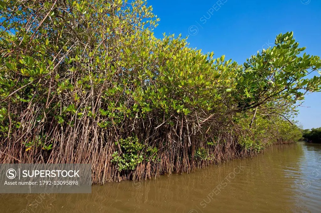 India, Tamil Nadu state, Pichavaram has one of the largest mangrove forests, natural shields