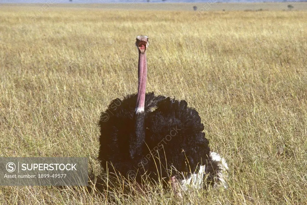 Mouth open and hissing, a male ostrich guards a hidden clutch of eggs