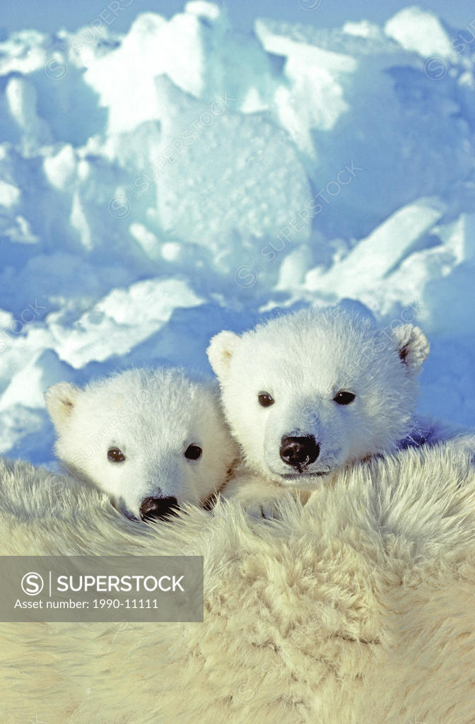 Three_month old twin polar bear cubs Ursus maritimus resting on their