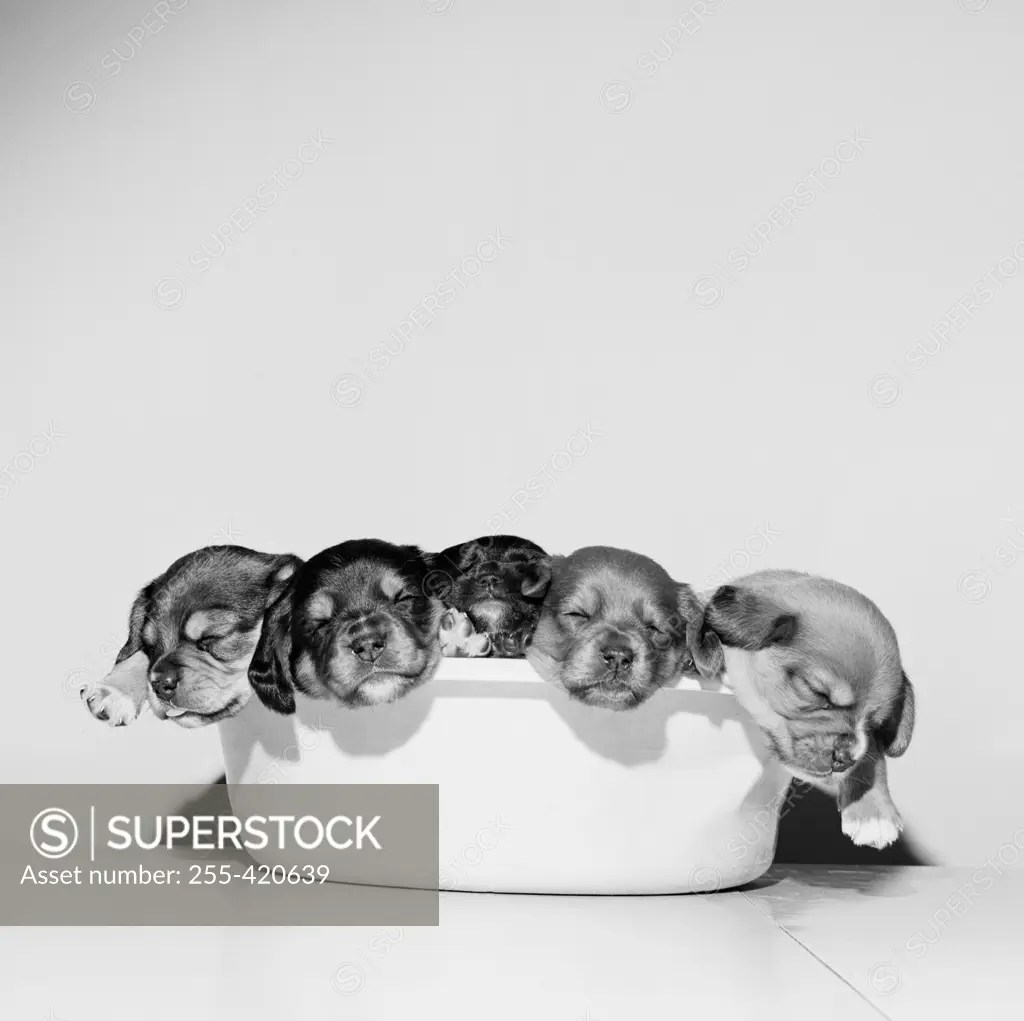 Studio portrait of sleeping puppies in tub SuperStock