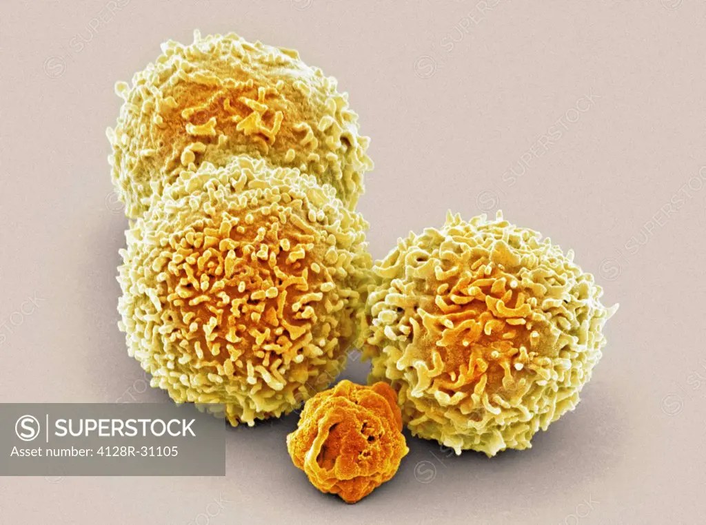 White blood cells. Coloured scanning electron micrograph (SEM) of white