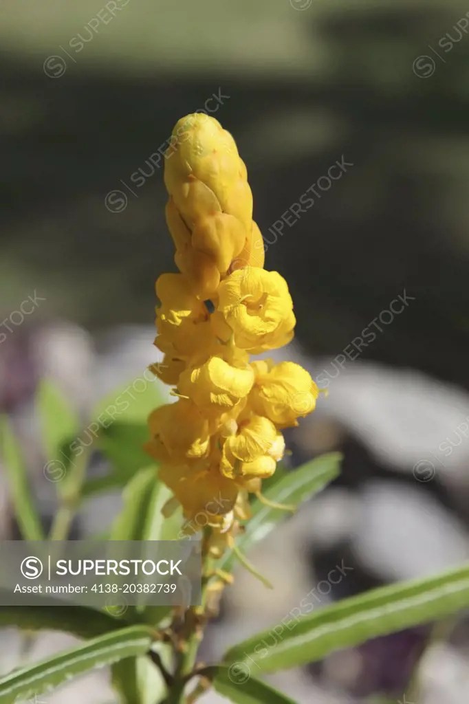 Cassia alata (Winged Cassia, Seven Golden Candlesticks, Empress Candle