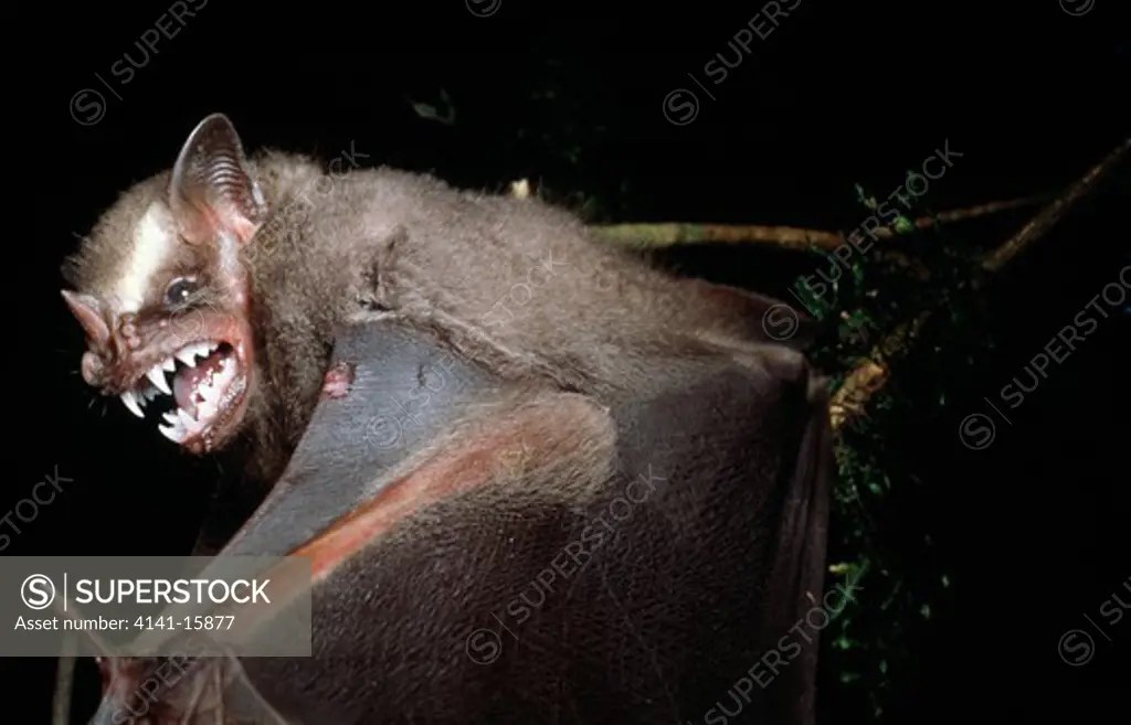 great fruiteating bat artibeus lituratus rainforest of parana, brazil