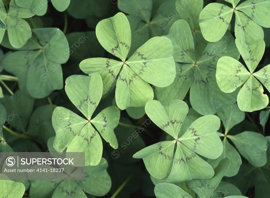 four leaf clover or 'good luck plant' oxalis deppei a symbol of good
