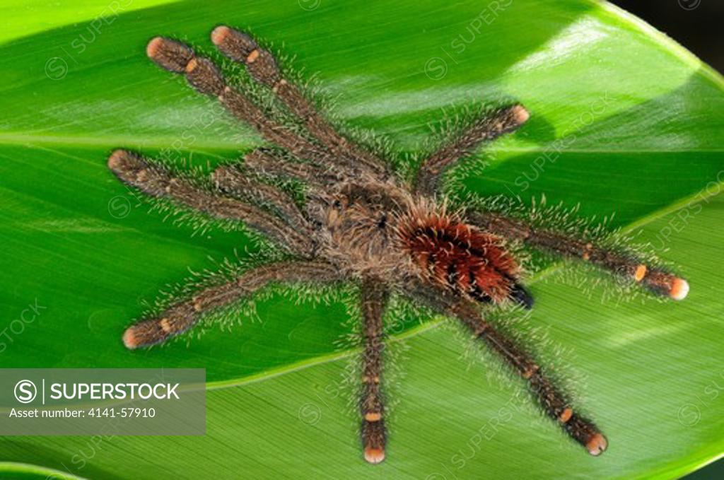 Pink-Toed Tarantula (Avicularia Avicularia), Yasuni National Park, The