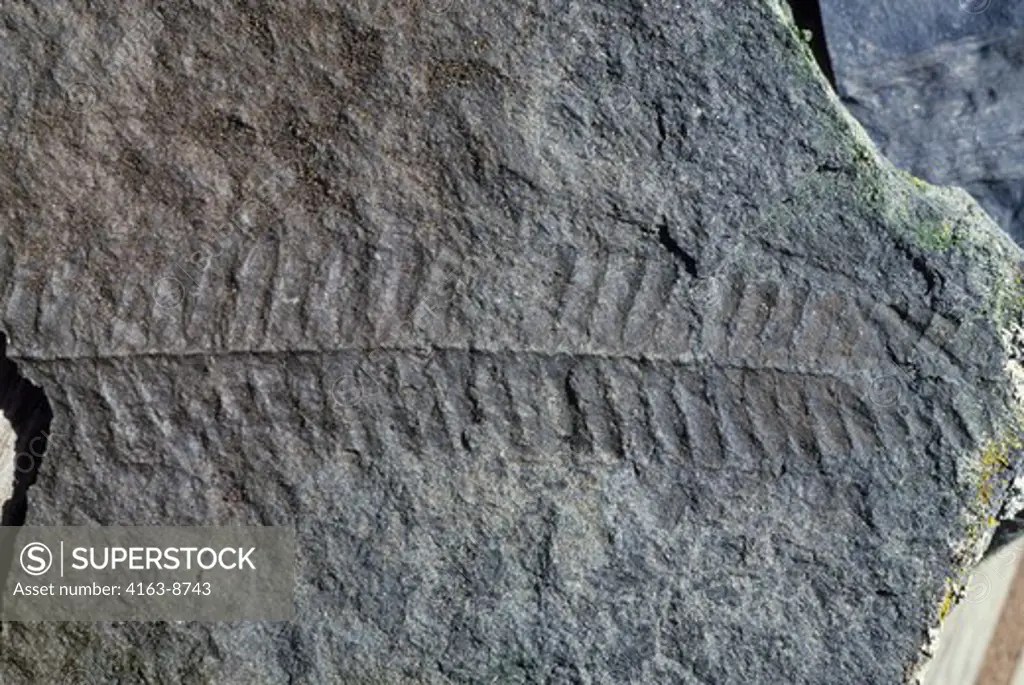 ANTARCTICA, HOPE BAY, PLANT FOSSILS SuperStock