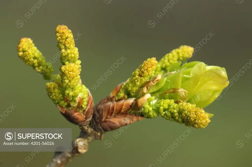 English Oak (Quercus robur) budding, Netherlands SuperStock