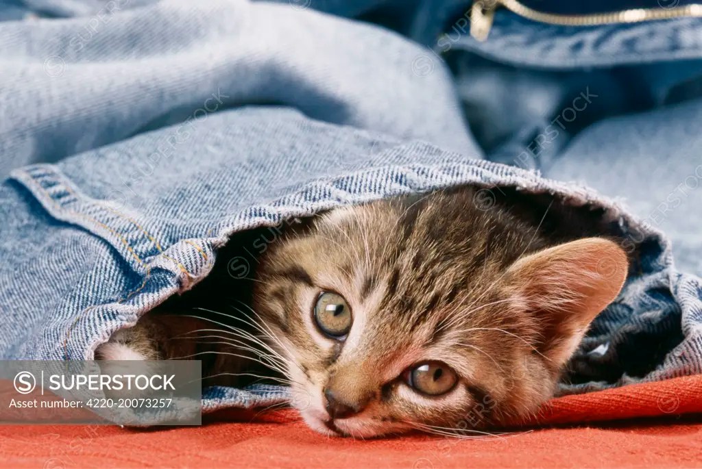 CAT Kitten in jeans SuperStock