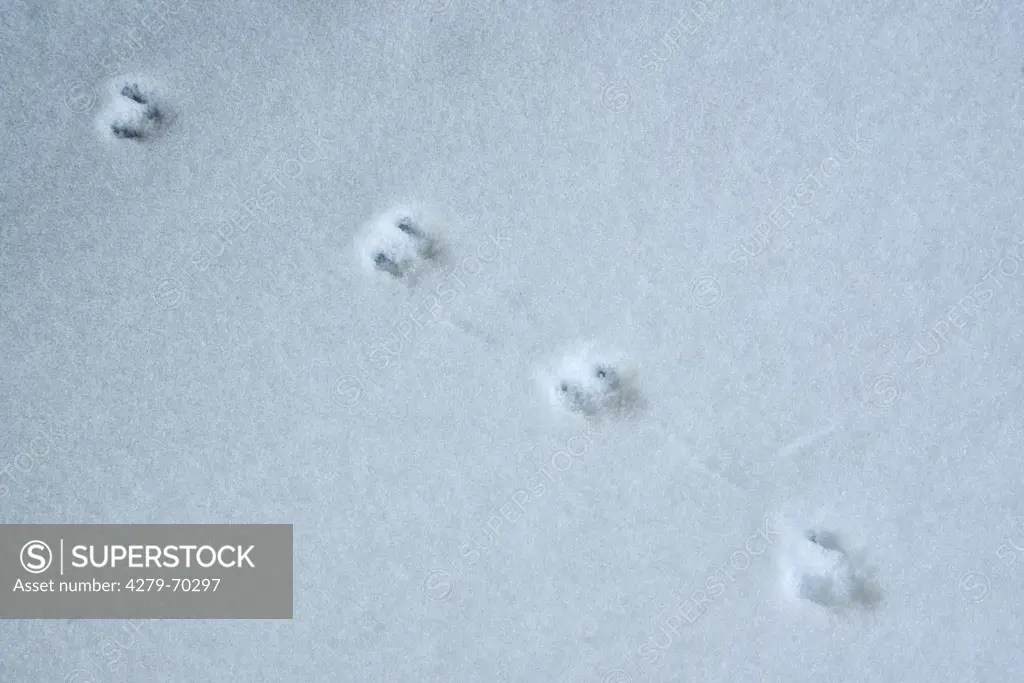 Ermine, Stoat (Mustela erminea). Tracks in snow SuperStock