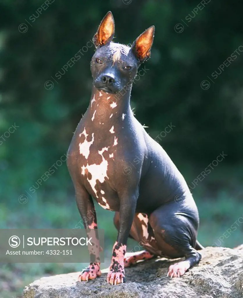 A Mexican hairless dog, or Xoloitzcuintli. SuperStock
