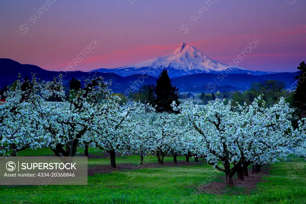 Sunrise Over Fruit Orchards Mt Hood In The Hood River Valley In Hood