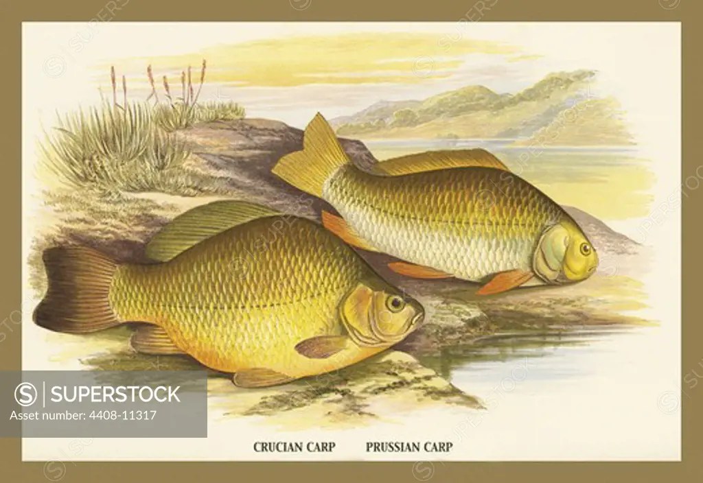 Crucian and Prussian Carp, Fish & Fishing SuperStock