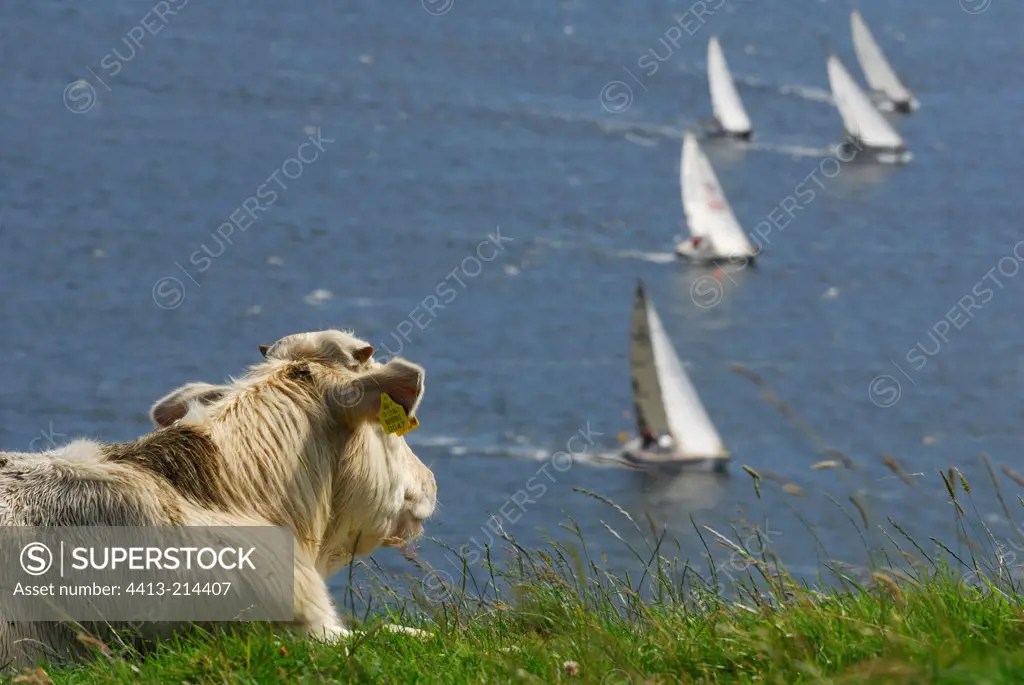 Cow watching a sailing regatta Connemara Ireland SuperStock