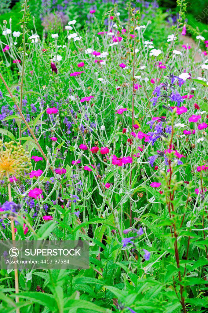 Rose campions in bloom in a garden SuperStock