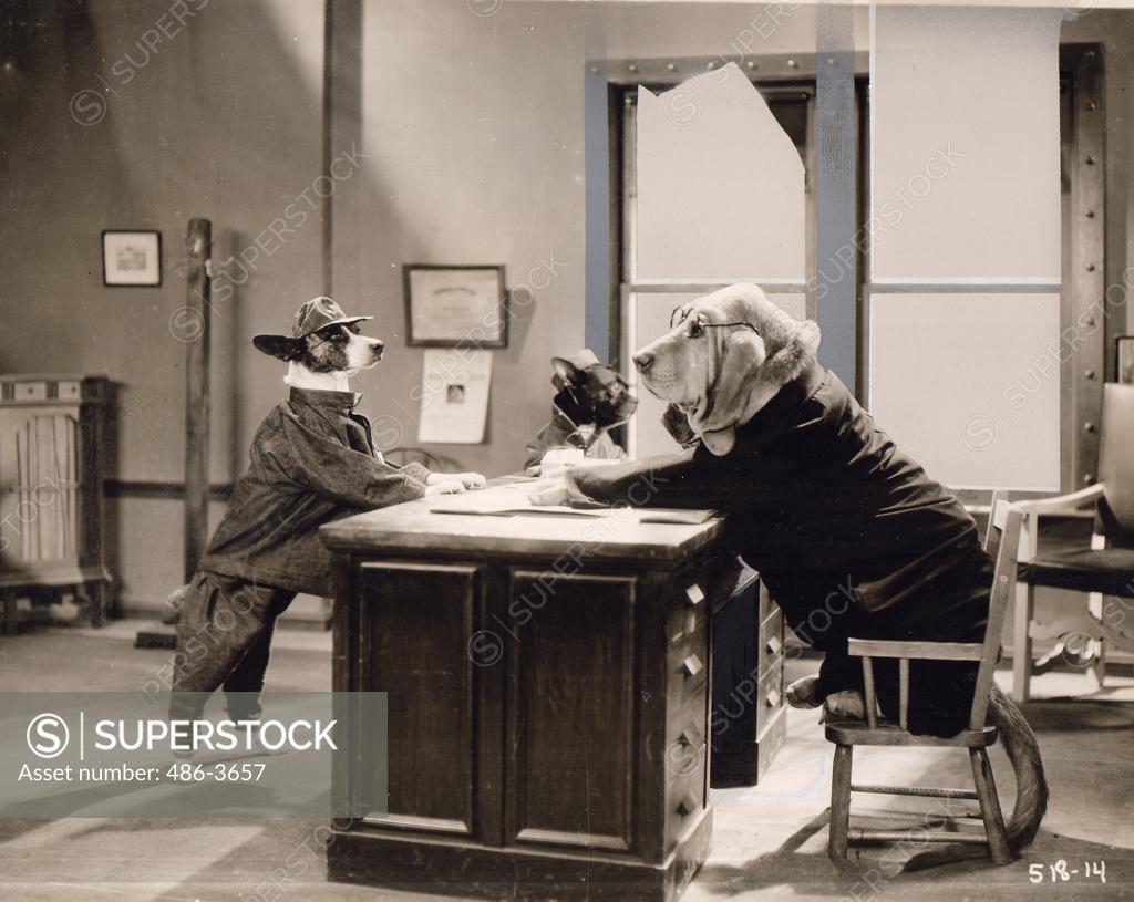 ""The Big Dog House"" and all ""barkies"" directed by Jules White and