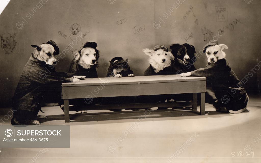 ""The Big Dog House"" an all ""barkies"" directed by Jules White and