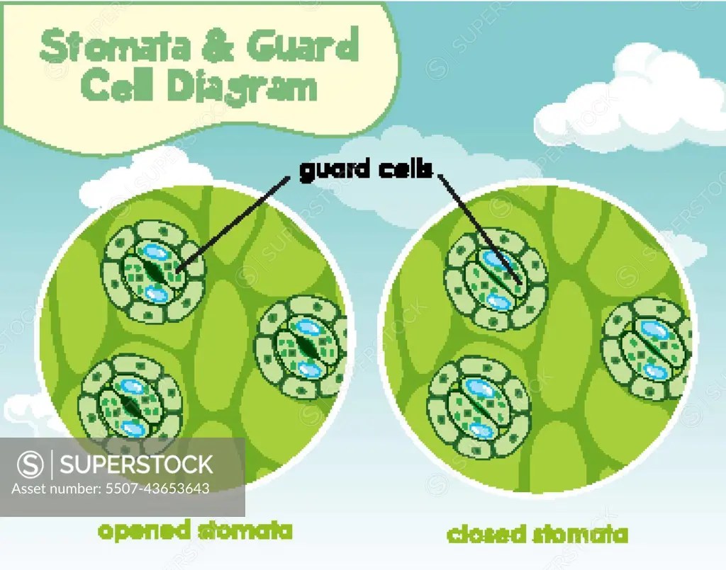 Diagram showing plant cell with stomata and guard cell - SuperStock