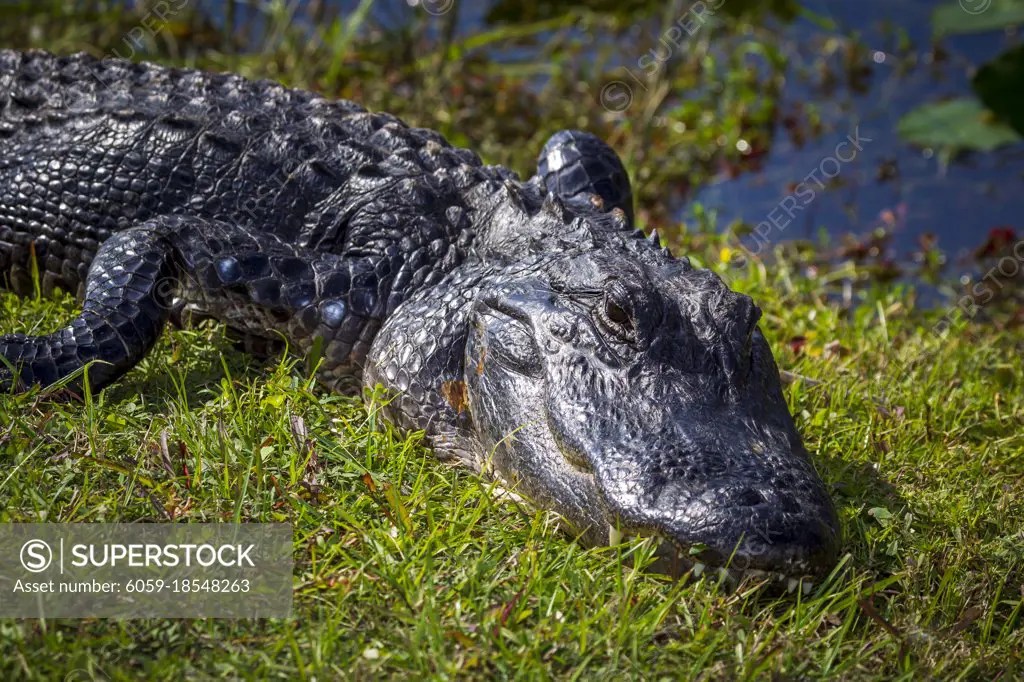 Photograph of an American Alligator resting on land near the water in