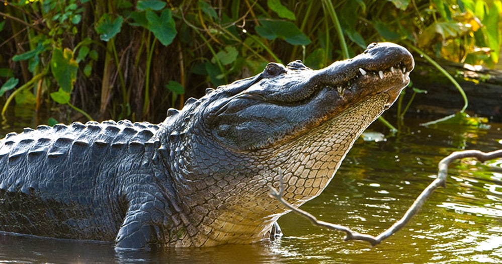 Applications for alligator hunting season open on Friday SuperTalk