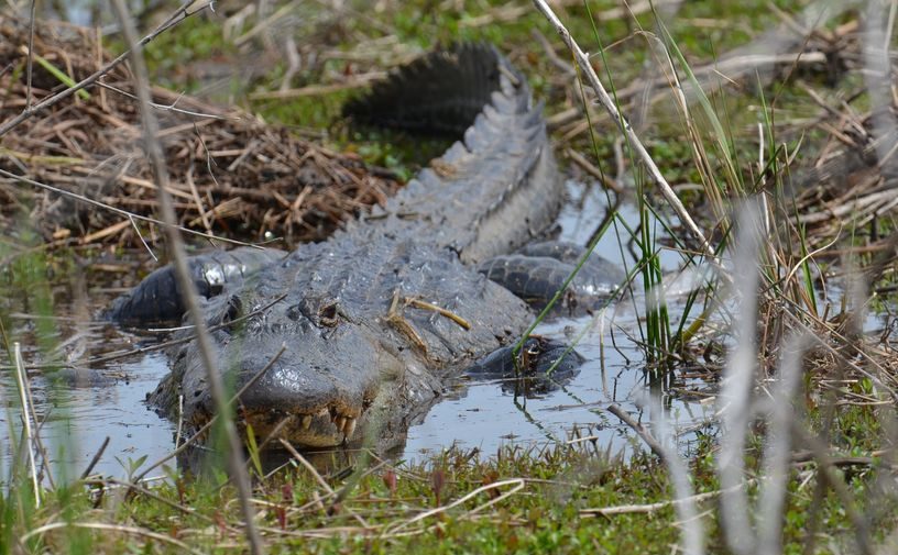 Applications open on Thursday for special alligator hunts SuperTalk