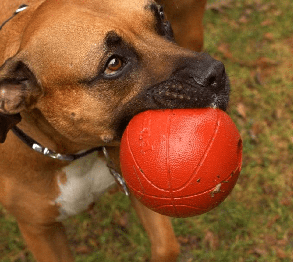 Dog Orbee Tuff Basketball Large