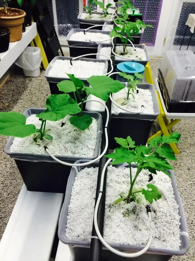 Set Of 4 x 'Bato' Style Dutch Buckets for Hydroponic Growing Including