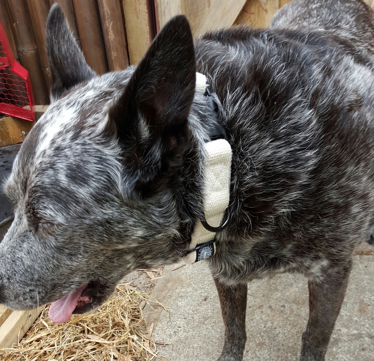 Dog Cozy Hemp Harness