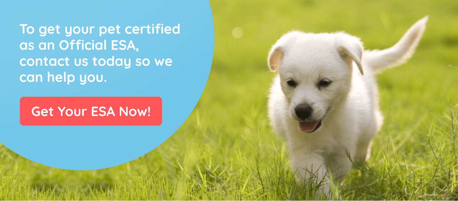 The Complete Guide to Raising a Service Dog From Puppyhood to Adulthood