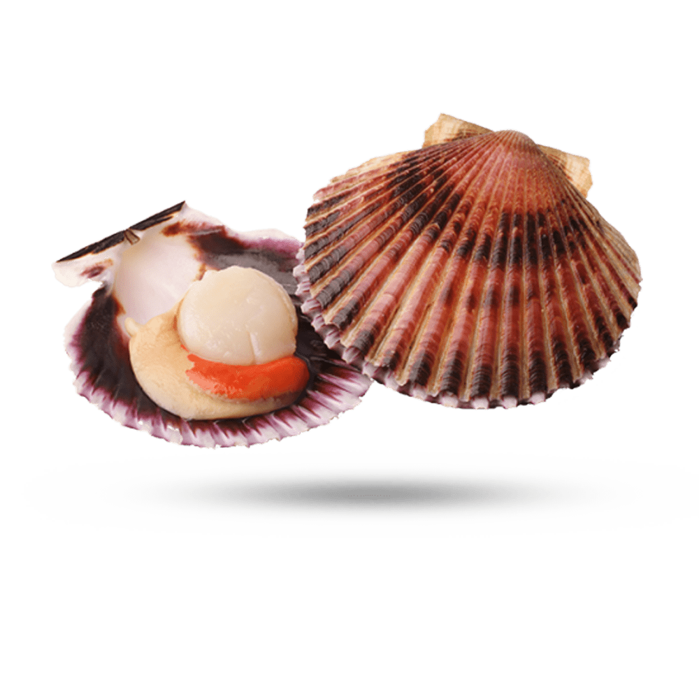 Sea Scallop Supreme Lobster