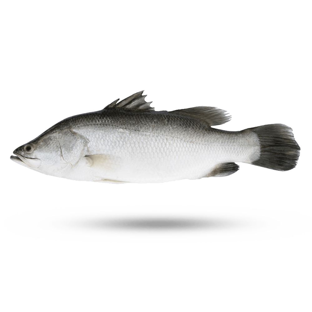 Barramundi Supreme Lobster