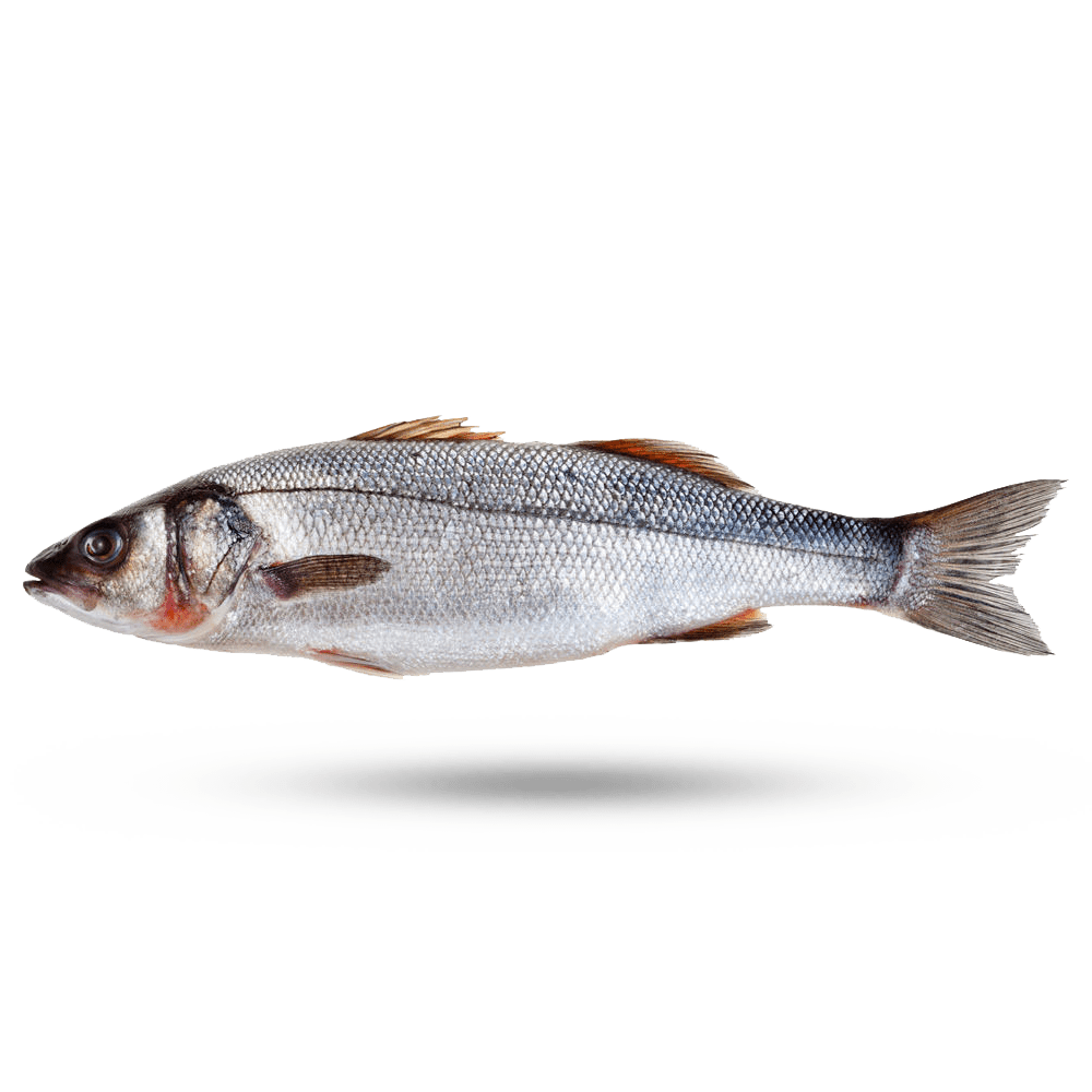 Bass Mediterranean (Branzino) Supreme Lobster