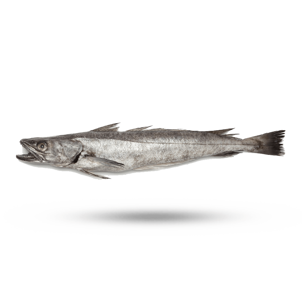 Hake Supreme Lobster