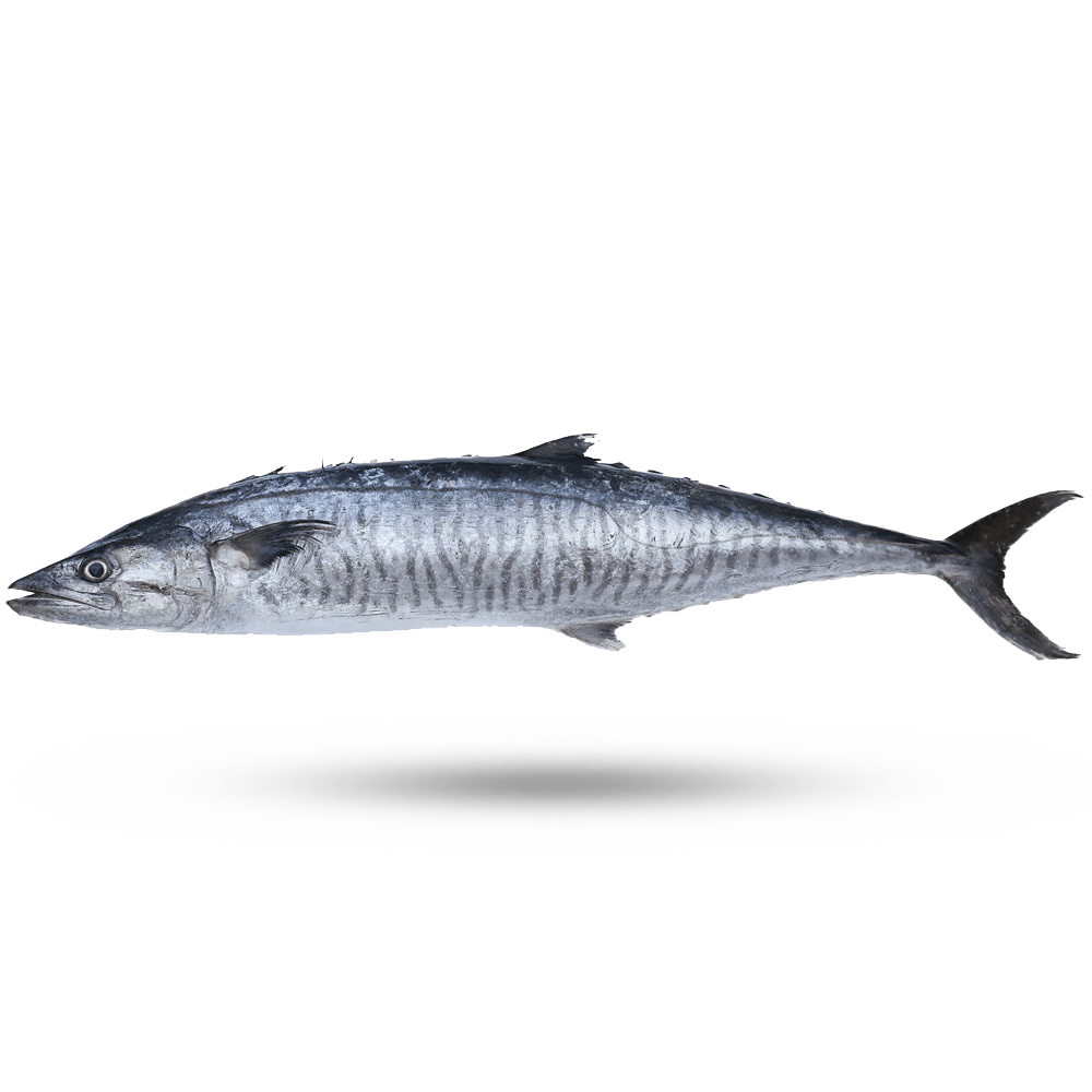 Mackerel King Supreme Lobster