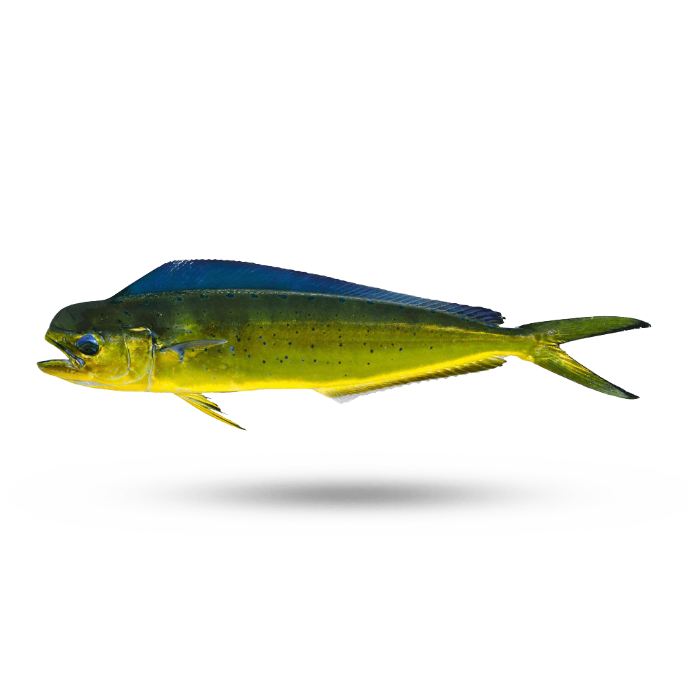 MahiMahi Supreme Lobster