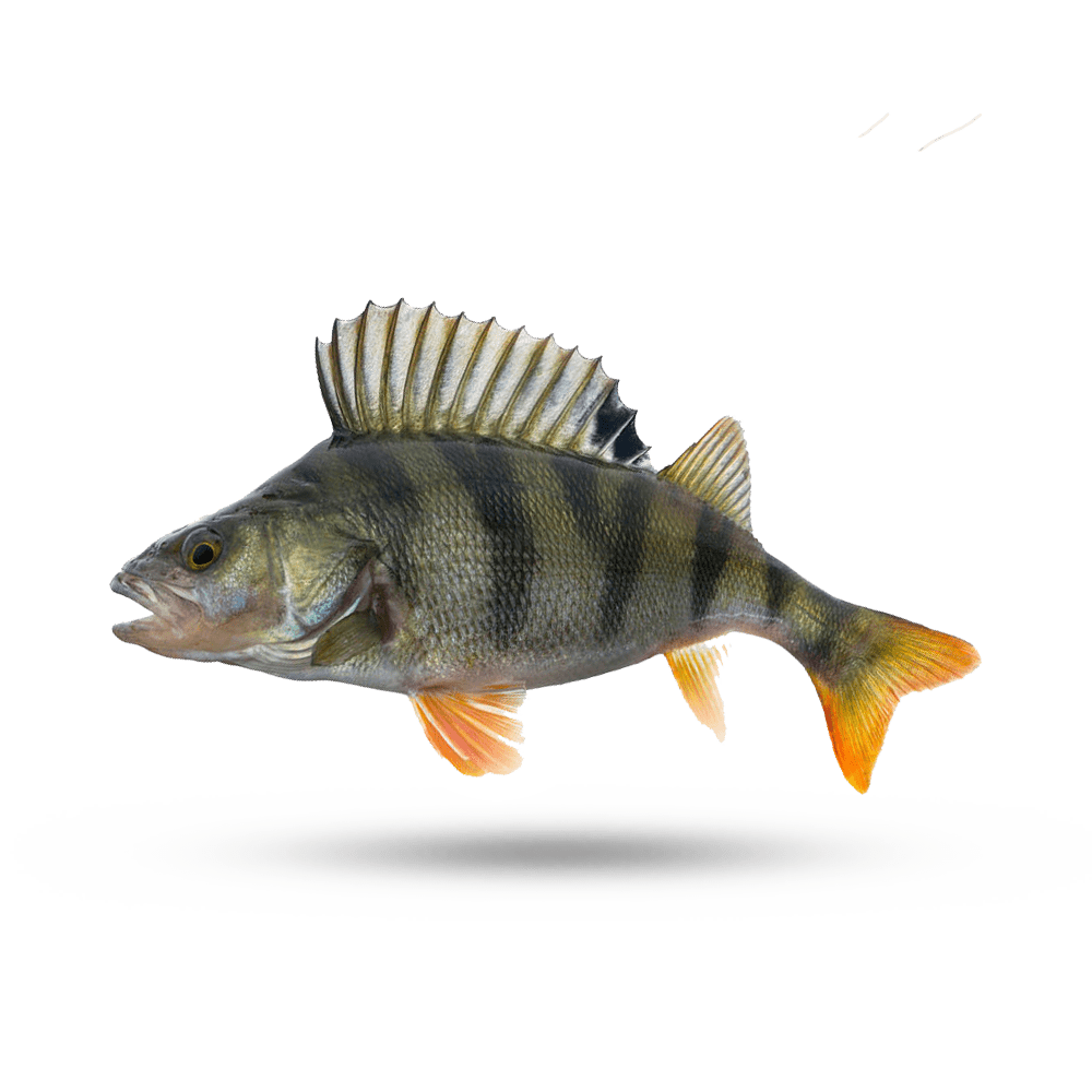 Perch Ocean Supreme Lobster