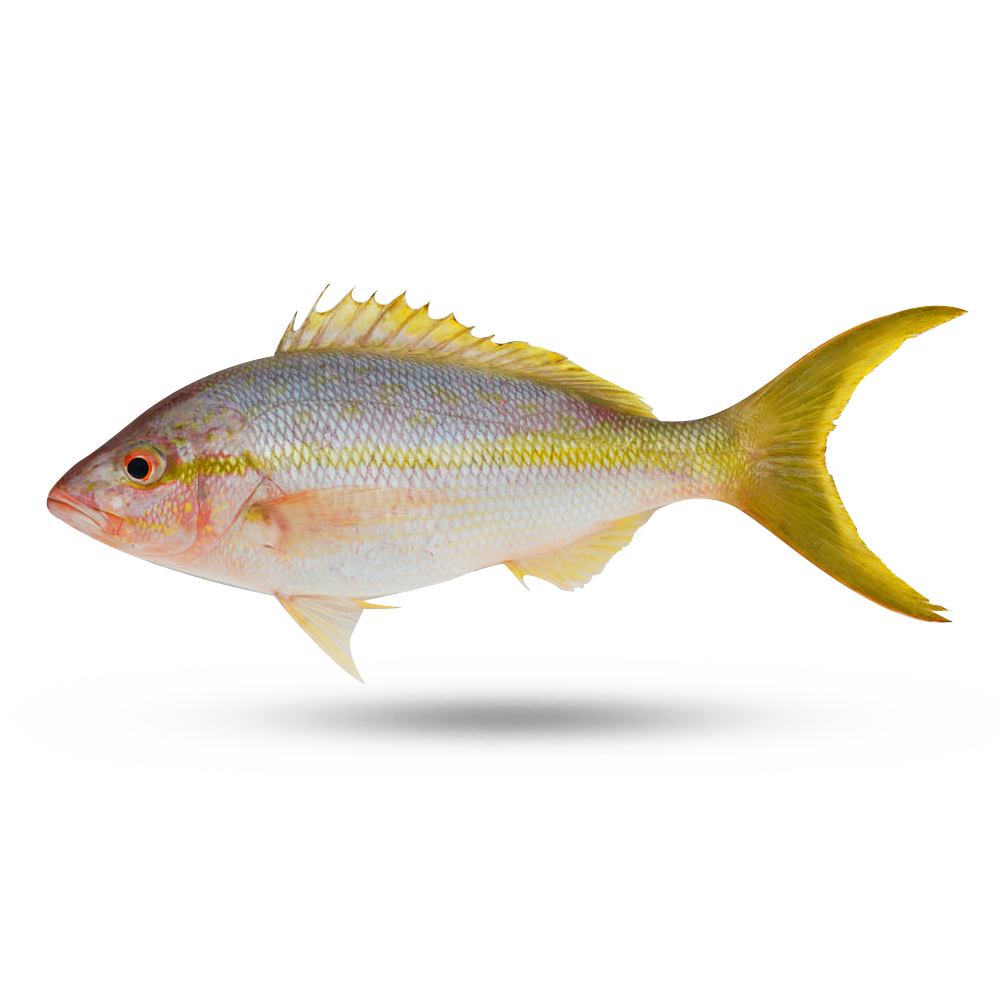 Snapper Yellowtail Supreme Lobster