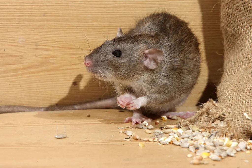 Rodent Pest Control Tips and Guidelines