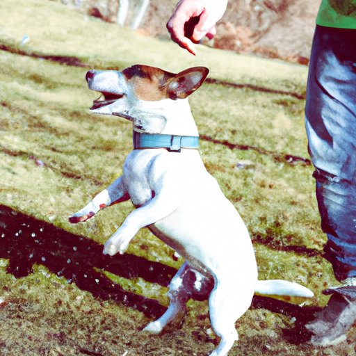 How To Make A Dog Stop Barking In Its Cage at Patricia Blackstone blog