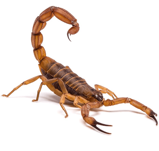 Sure Shot Pest Control Abilene Tx Abilene tx exterminator, pest