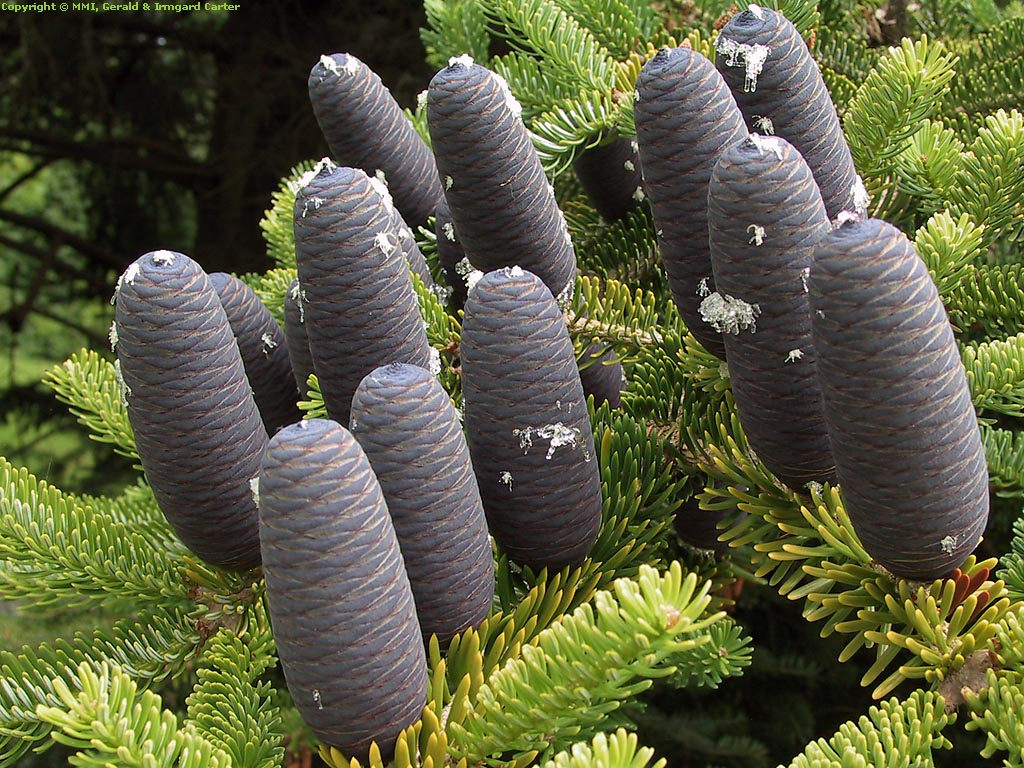 Fir Tree Cones