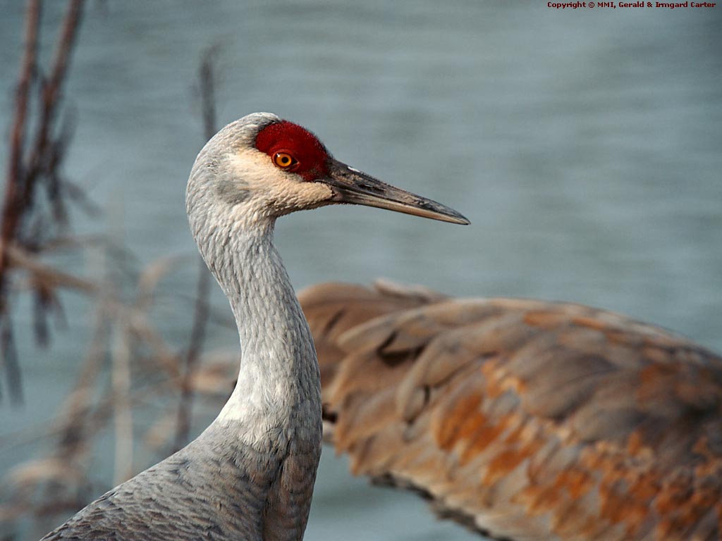 Young Sandhill Crane