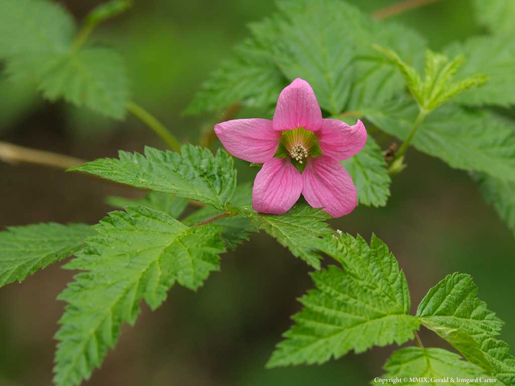 Salmonberry Flower
