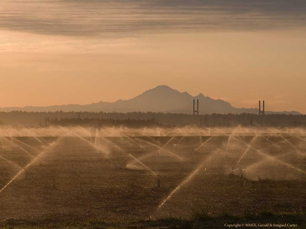 Starting the Cranberry Harvest