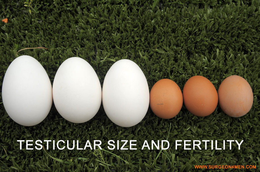 Testicular Size and Fertility