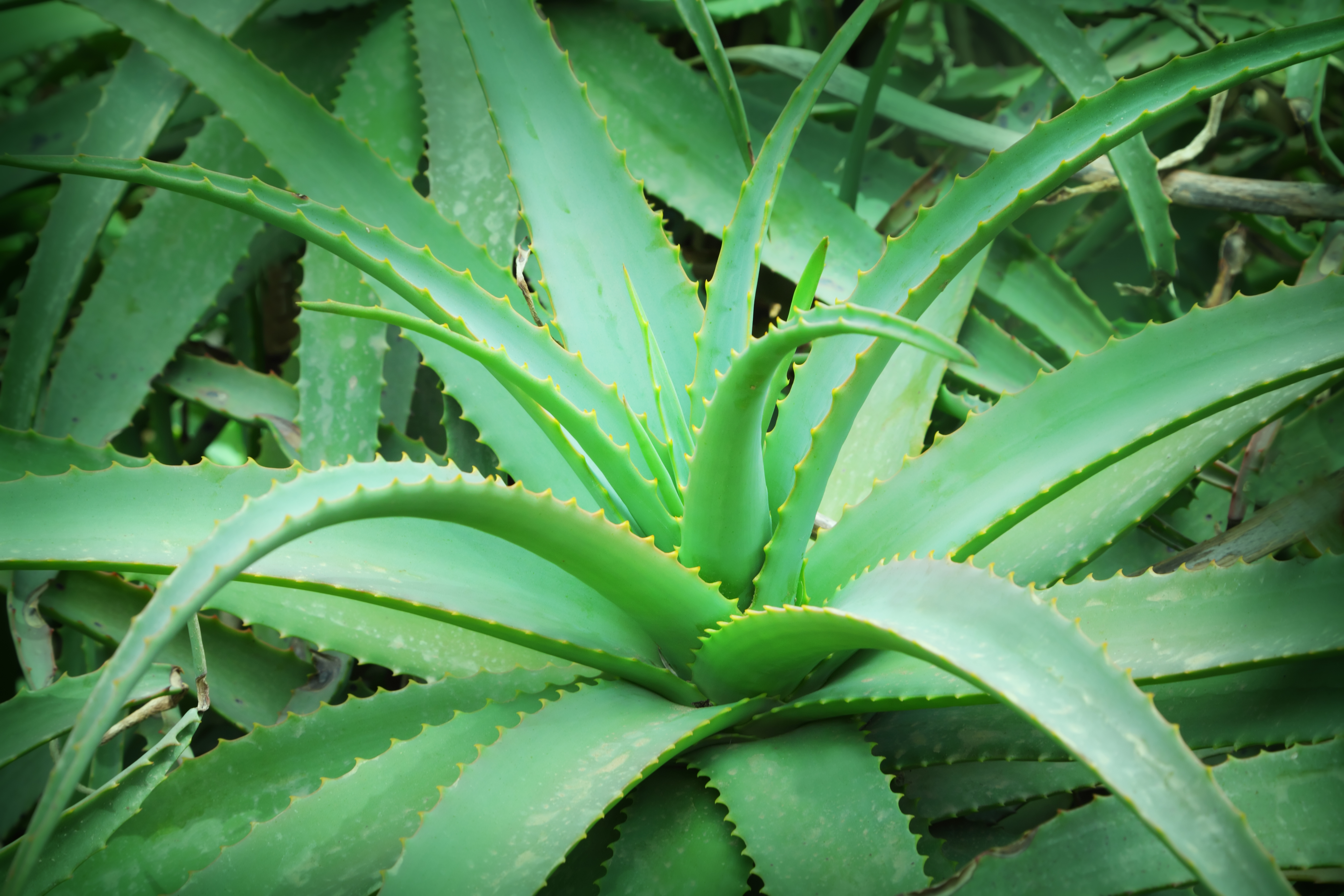 The Amazing Benefits of Aloe Vera