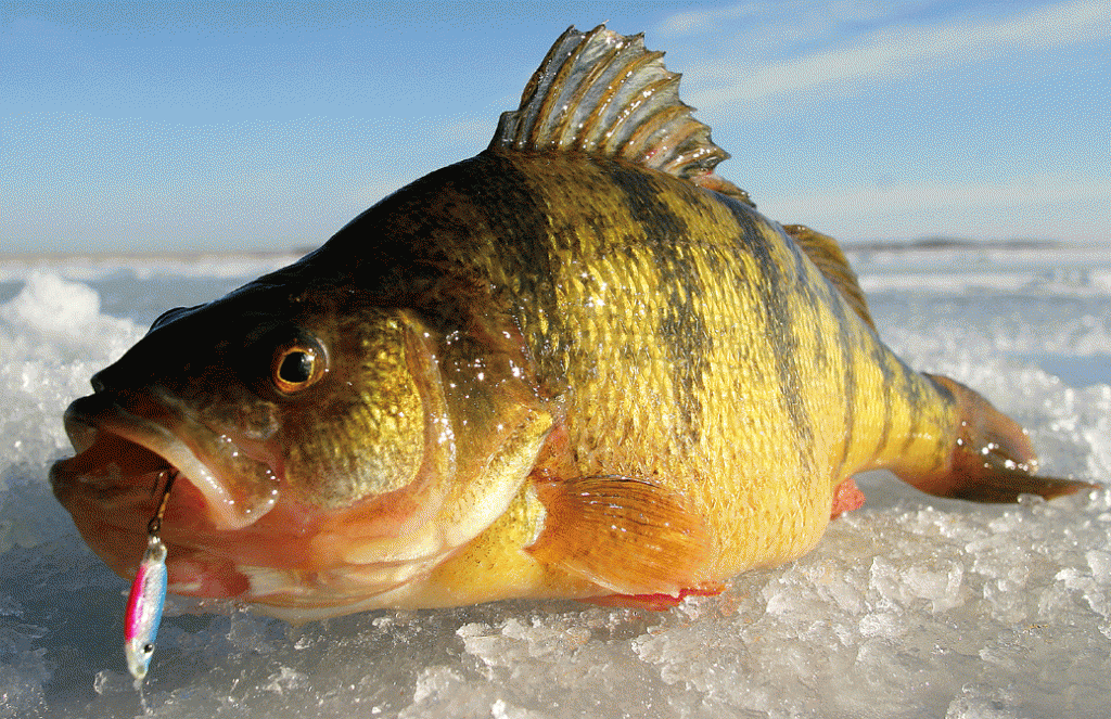 Common ColdWater Fish to Catch During the Winter