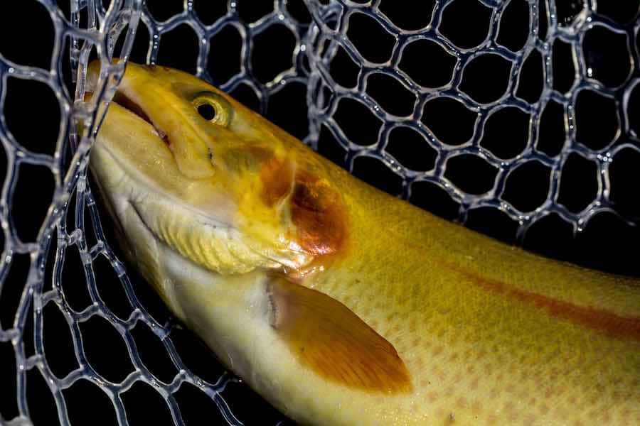 Palomino Trout How To Catch, Prepare, and Enjoy These Amazing Fish