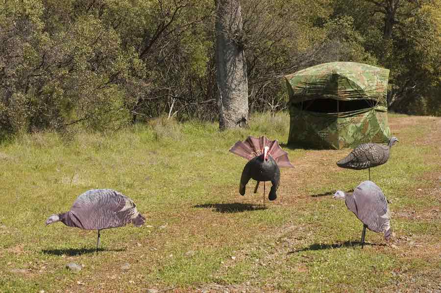 21 Turkey Hunting Tips Every Hunter Should Know Survival World