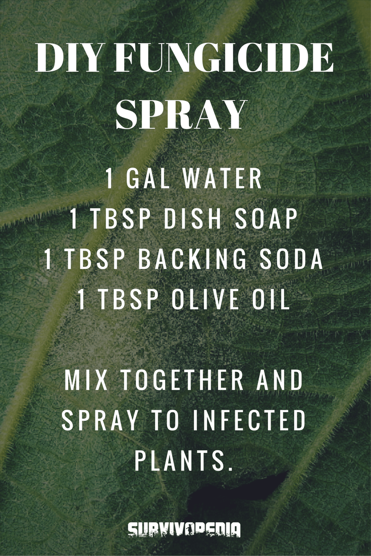 10 Ways To Use Baking Soda For Gardening Survivopedia